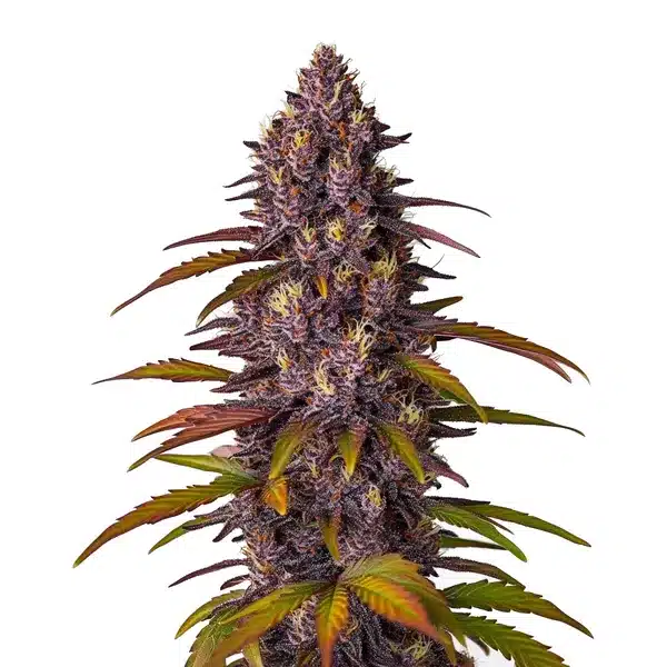 Red Skunk Kush Auto – Blimburn Seeds