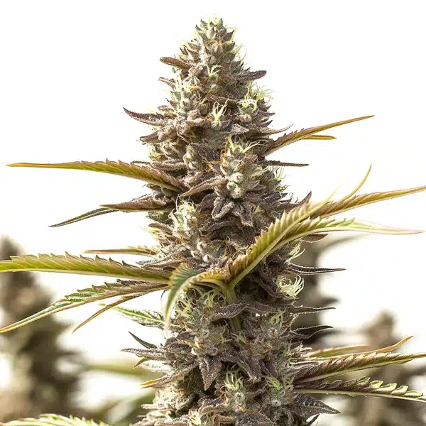 Red Strawberry Banana Auto – Blimburn Seeds