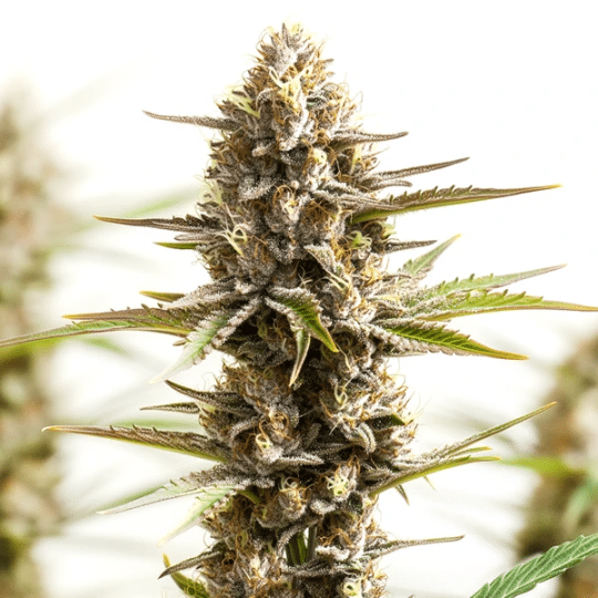 Red Velvet Cannabis Extraction – Blimburn Seeds