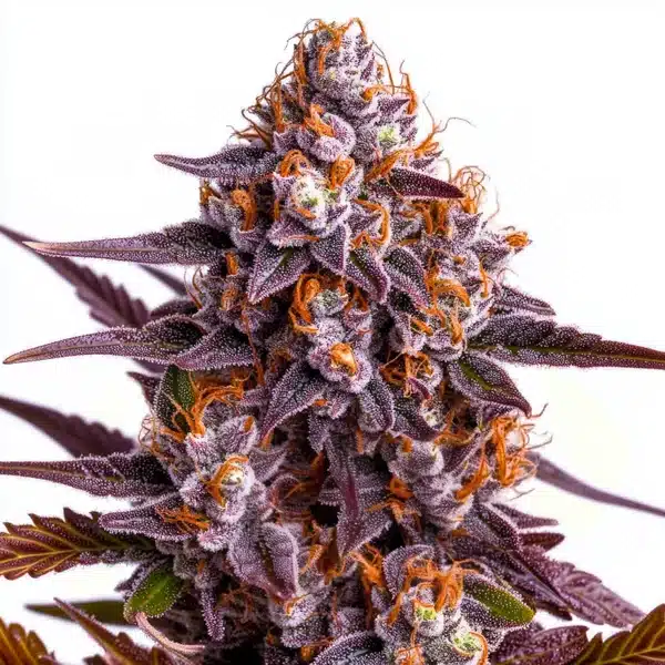 Ricky Bobby – Blimburn Seeds