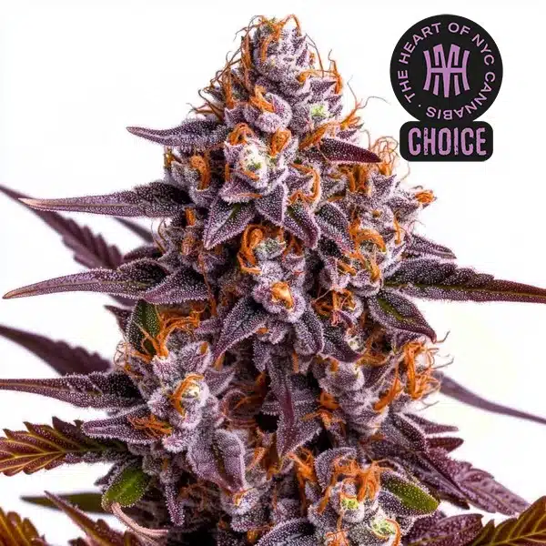 Ricky Bobby HMC Edition – Blimburn Seeds