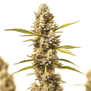 Rock Fruit Fast Version – Blimburn Seeds