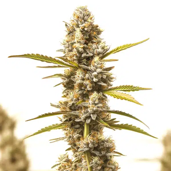 Rock Fruit Fast Version – Blimburn Seeds