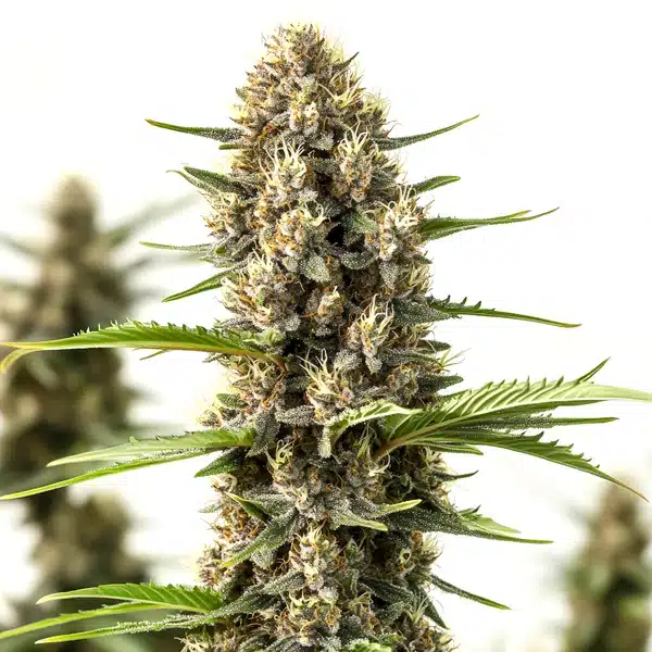 Rosenthal – Blimburn Seeds
