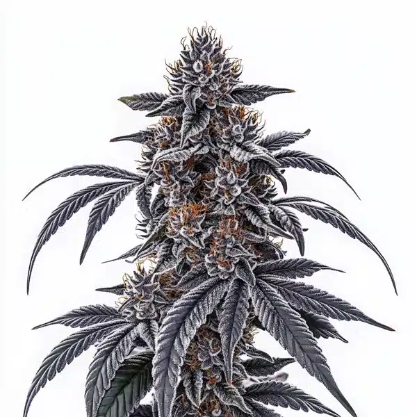 Rosetta Stone – Blimburn Seeds