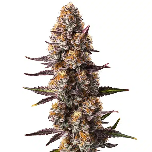 Rude Boy OG – Blimburn Seeds