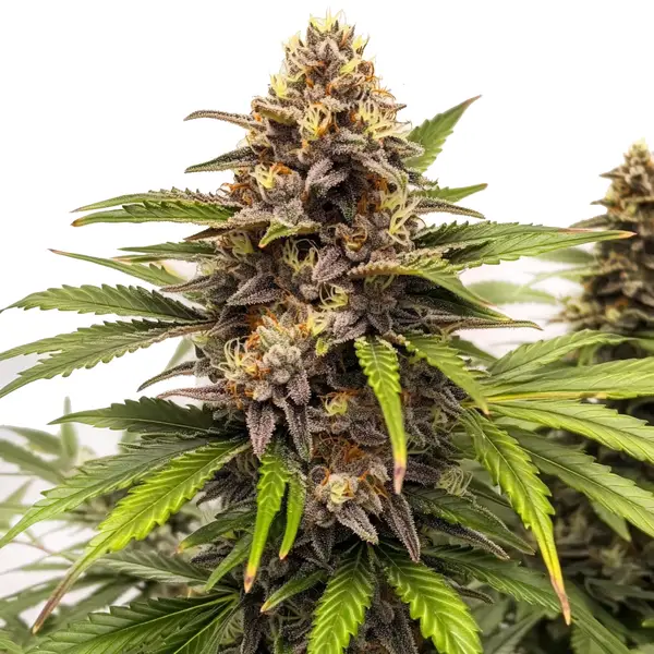 Runtz Autoflower – Blimburn Seeds
