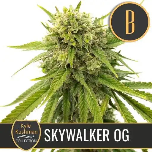 Kyle’s Skywalker OG – Blimburn Seeds