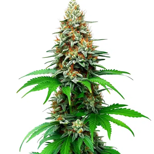 San Fernando Valley Auto – Blimburn Seeds
