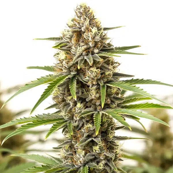 San Fernando Valley Regular – Blimburn Seeds