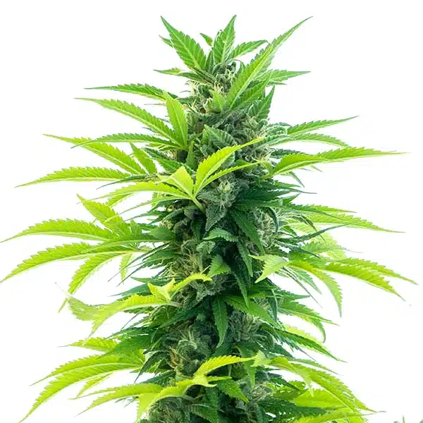 Santa Marta Haze Auto – Blimburn Seeds