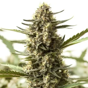 Scott OG Regular – Blimburn Seeds