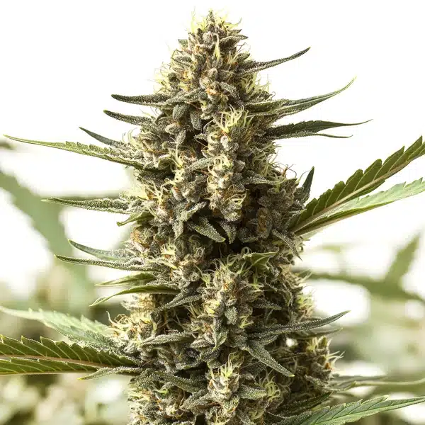 Scott OG Regular – Blimburn Seeds