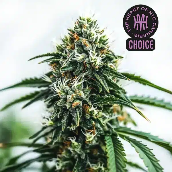 Scrambler Haze HMC Edition – Blimburn Seeds