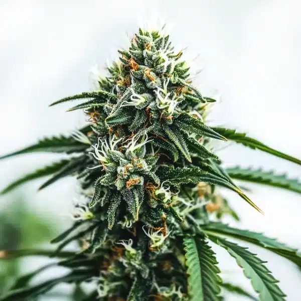 Scrambler Haze – Blimburn Seeds