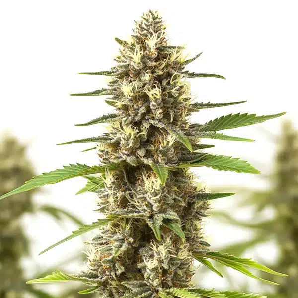 Sherbet Kush – Blimburn Seeds