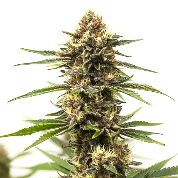 Shiskaberry Cake – Blimburn Seeds