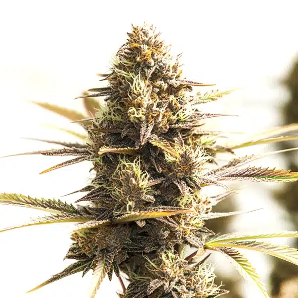 Shiskaberry Cookies – Blimburn Seeds