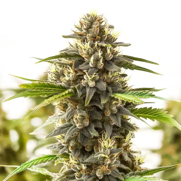 Shiskaberry Kush – Blimburn Seeds