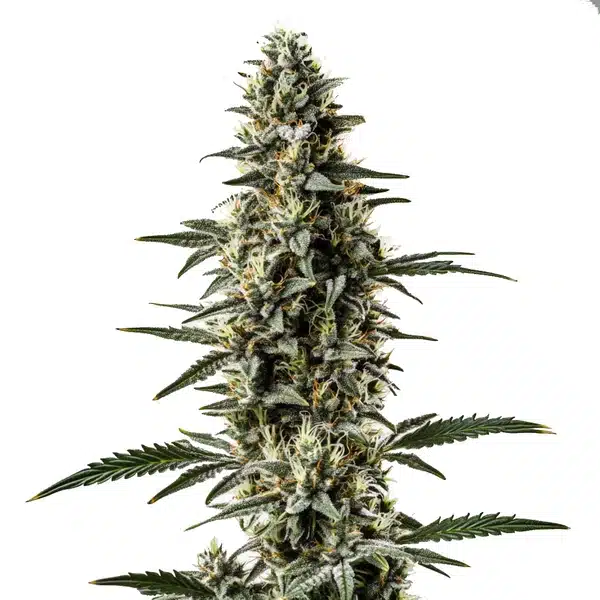 Shiskaberry x Candida Fast Version CBD – Blimburn Seeds