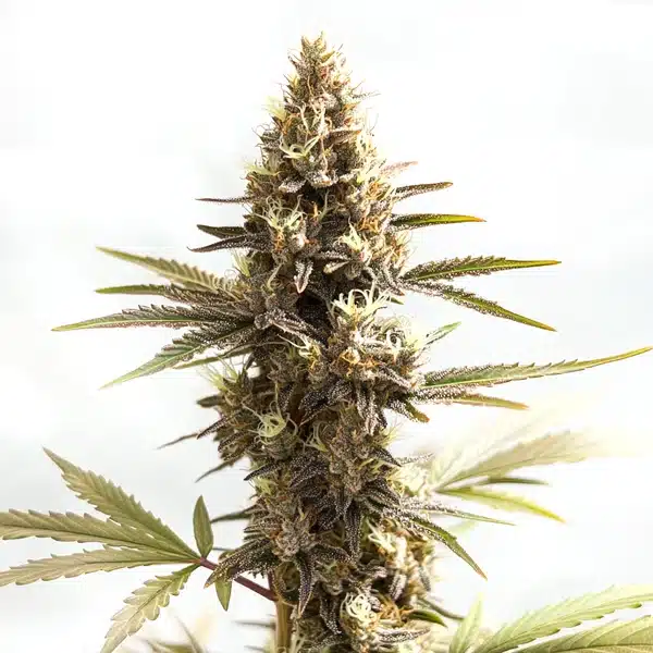 Siberian – Blimburn Seeds