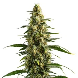 Skunk – Blimburn Seeds
