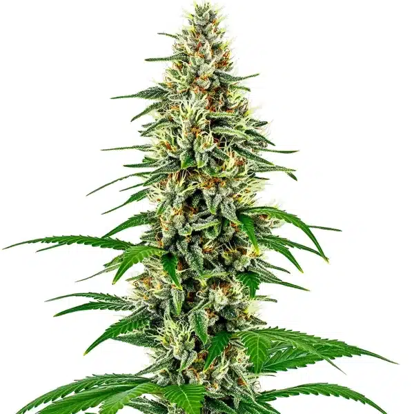 Skunk Diesel – Blimburn Seeds