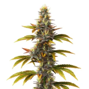 Skunk Fast Version – Blimburn Seeds