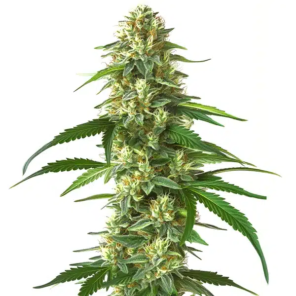 Skunk Kush – Blimburn Seeds