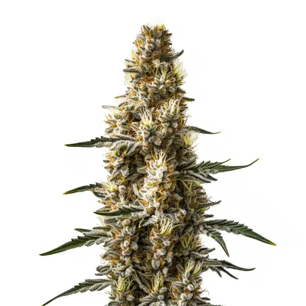 Skunk Kush Autoflower – Blimburn Seeds