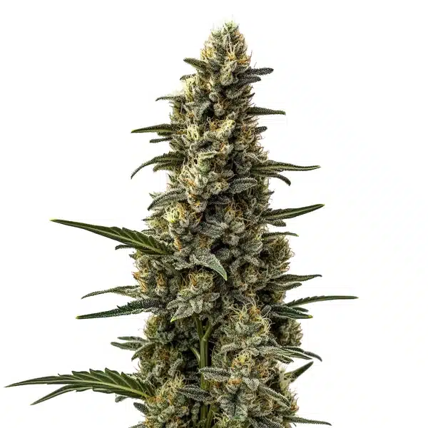 Skunk Mazar – Blimburn Seeds
