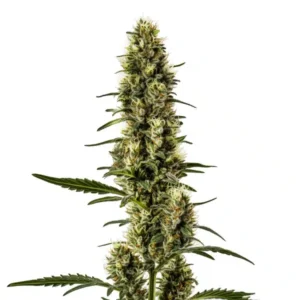 Skunk Regular – Blimburn Seeds