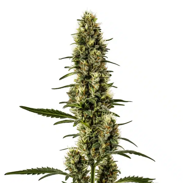Skunk Regular – Blimburn Seeds