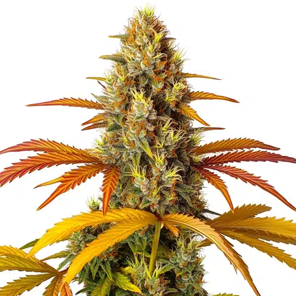 Skunk x Northern Lights Fast Version – Blimburn Seeds