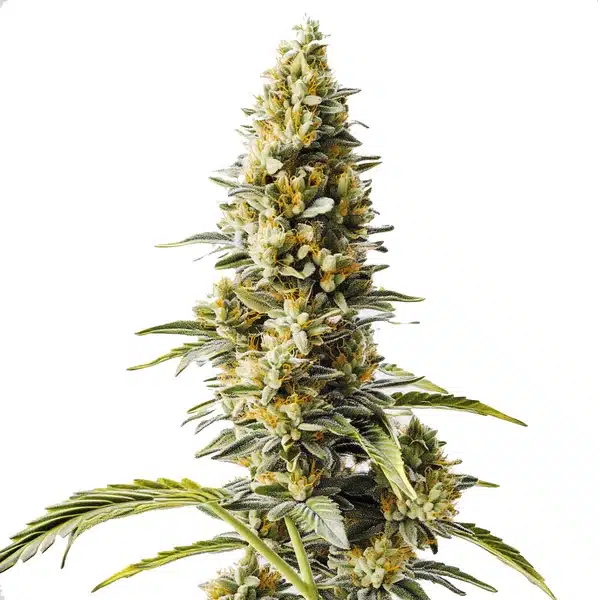 Skunk x Rosetta Stone Fast Version – Blimburn Seeds
