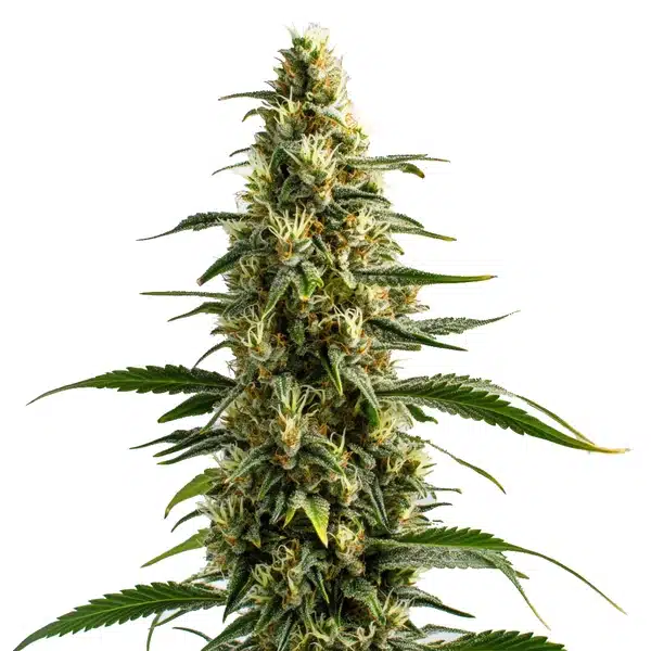 Skunk – Blimburn Seeds