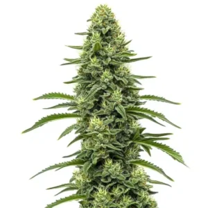 Skywalker – Blimburn Seeds