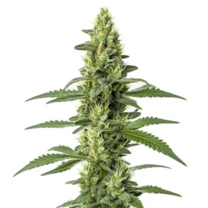 Skywalker Auto – Blimburn Seeds