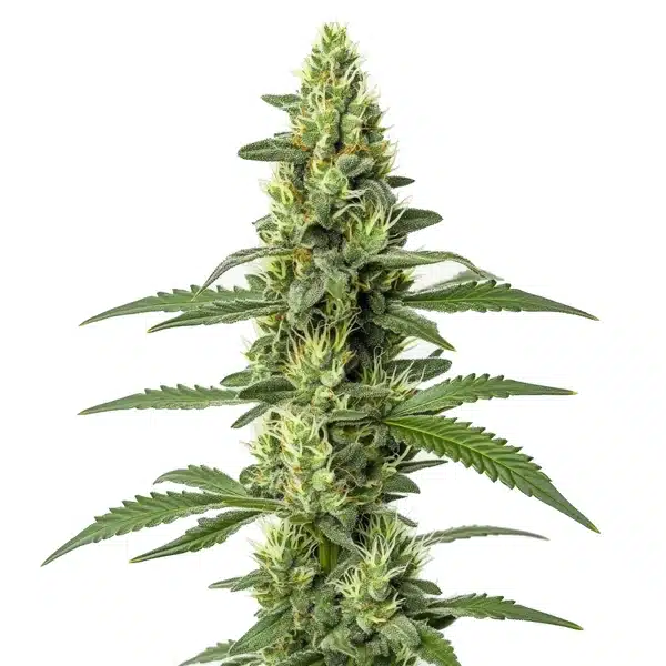Skywalker Auto – Blimburn Seeds