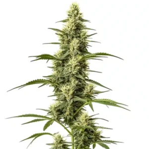 Skywalker Fast Version – Blimburn Seeds