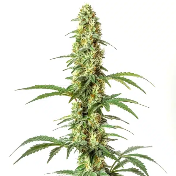 Skywalker Ghost x Triangle Kush – Blimburn Seeds