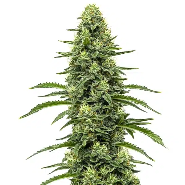 Skywalker – Blimburn Seeds
