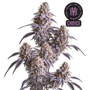 Slurricane HMC Edition – Blimburn Seeds