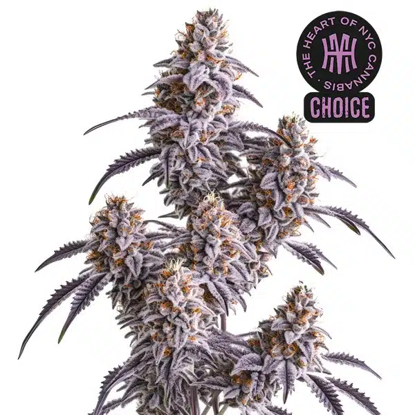 Slurricane HMC Edition – Blimburn Seeds