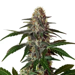 Snow Caps – Blimburn Seeds