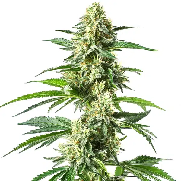 Snow White – Blimburn Seeds