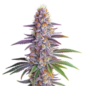 Somango Auto – Blimburn Seeds
