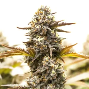 Somango Fast Version – Blimburn Seeds