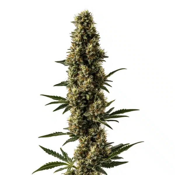 Somango x Sweet Auto – Blimburn Seeds