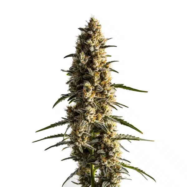 Somango – Blimburn Seeds